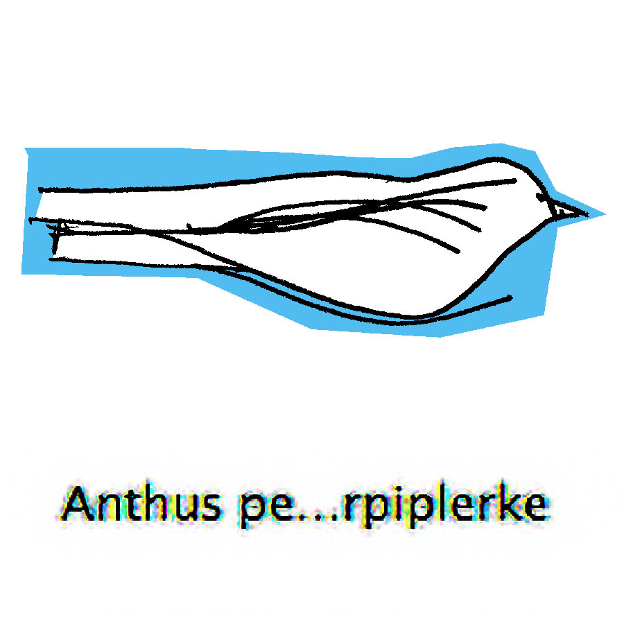 Line drawing of bird abstract contours on blue background